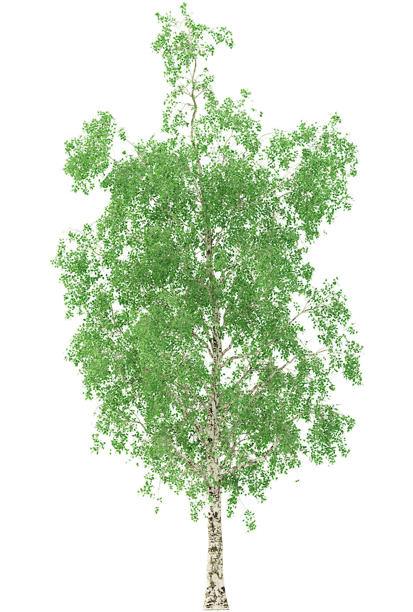 Birch Tree 3d Model No 1-3 seasons 3D model_1