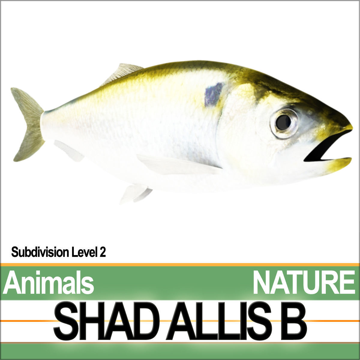 Allis Shad B 3D model_1