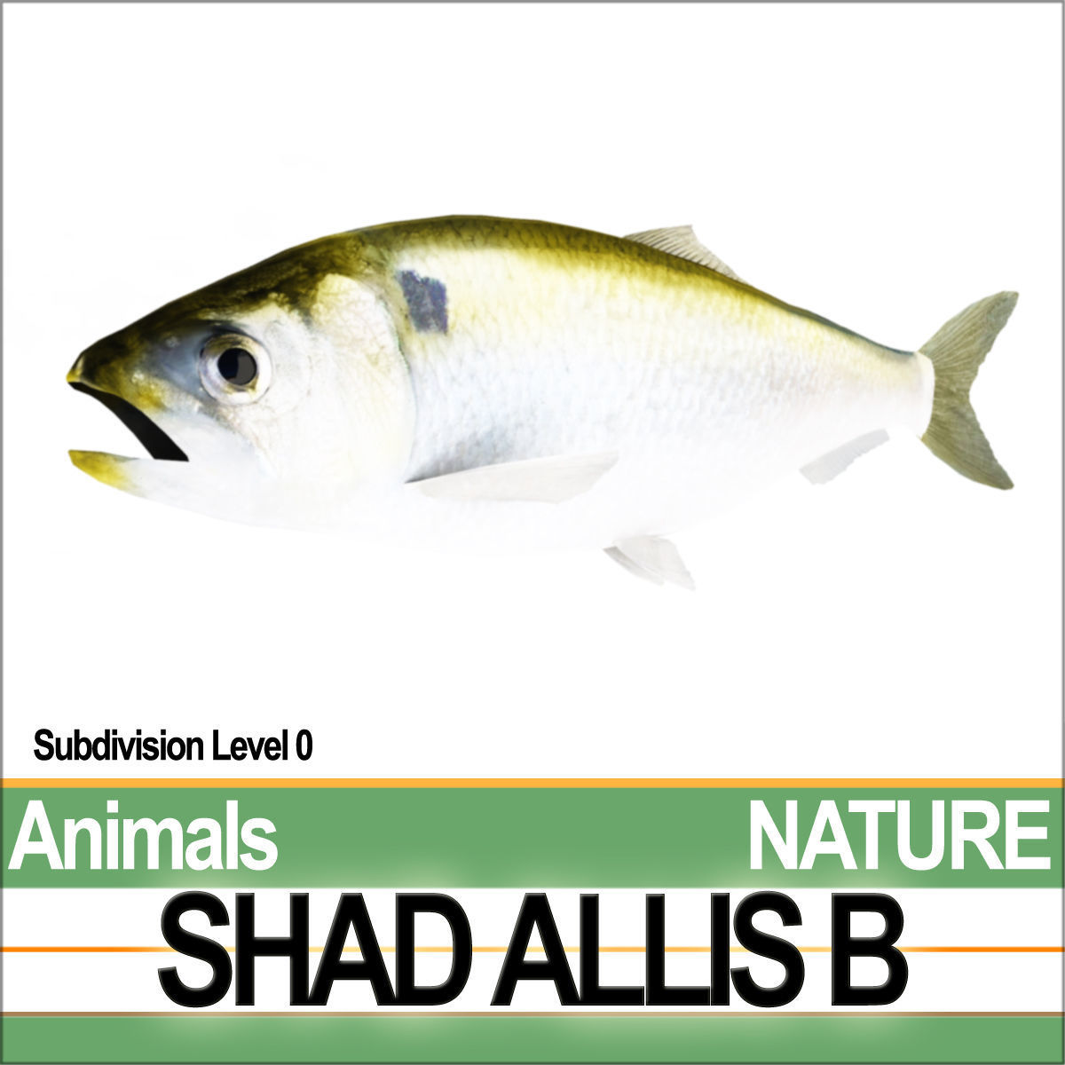 Allis Shad B 3D model_3