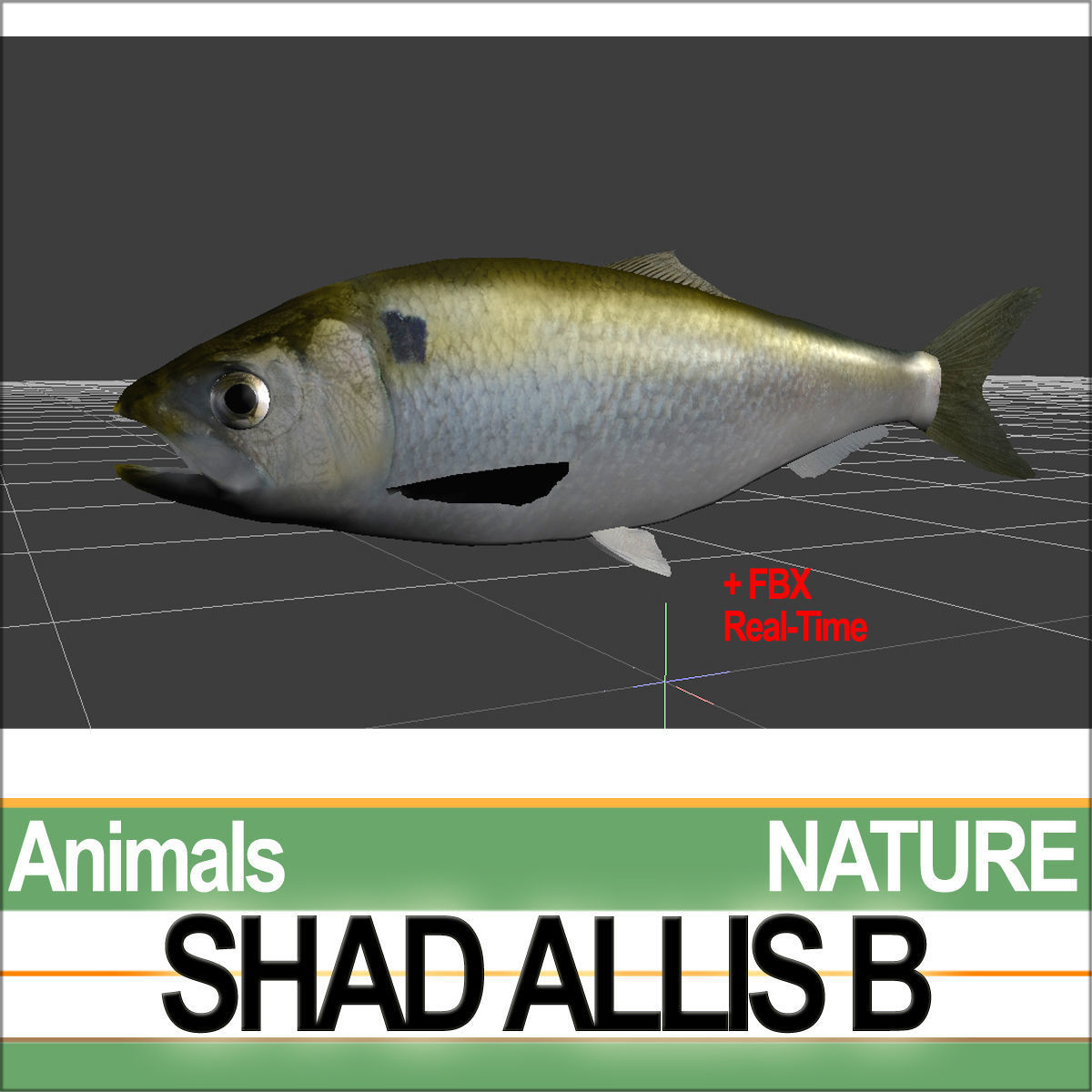 Allis Shad B 3D model_2