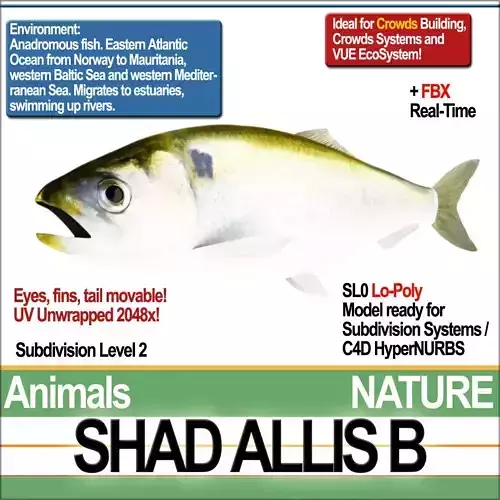 Allis Shad B 3D model