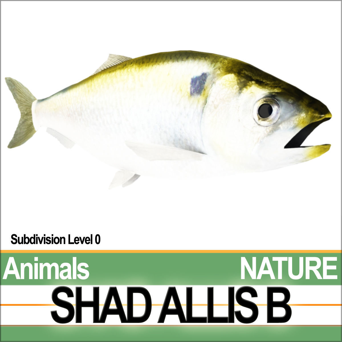 Allis Shad B 3D model_4