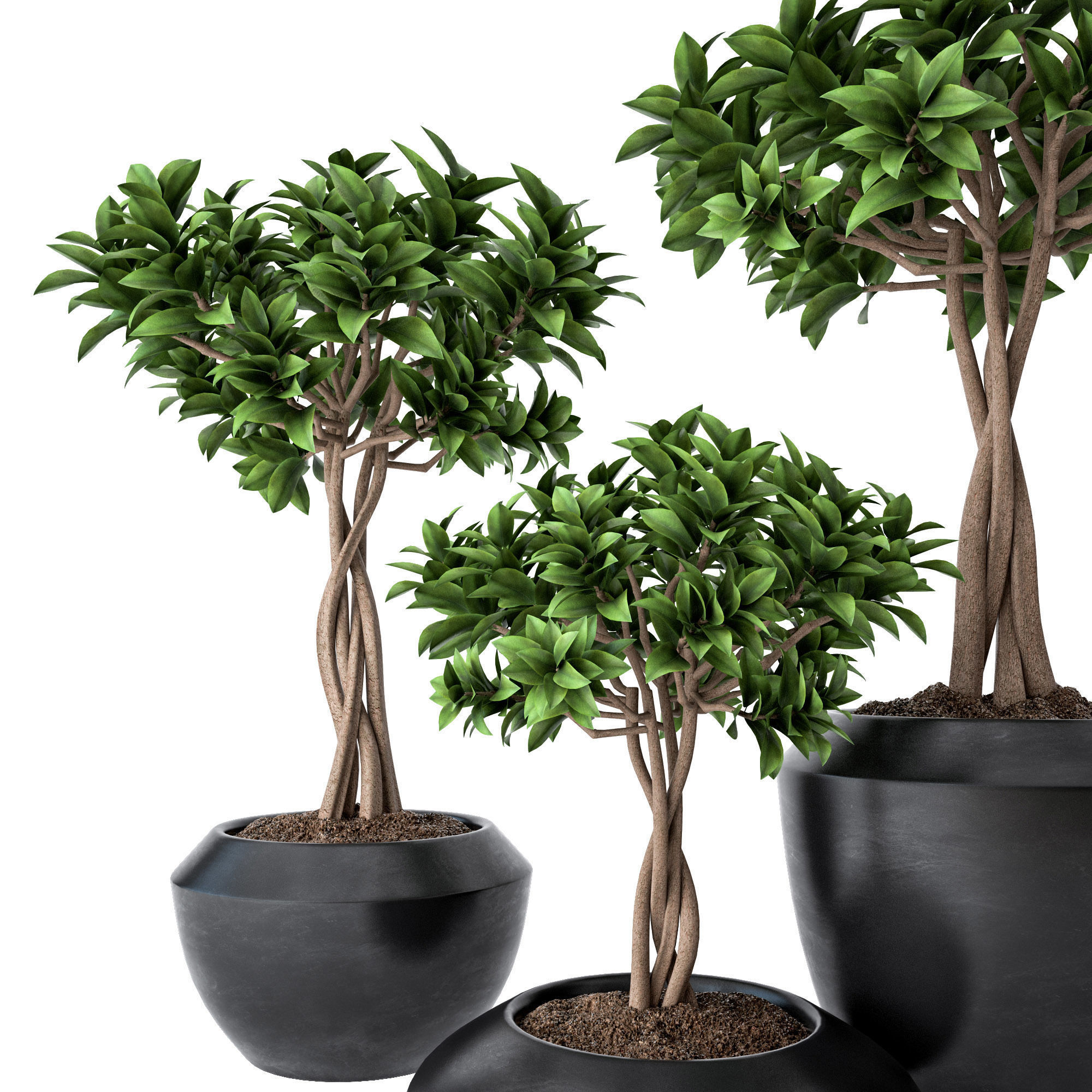 Ficus Microcarpa 2 3D model_1