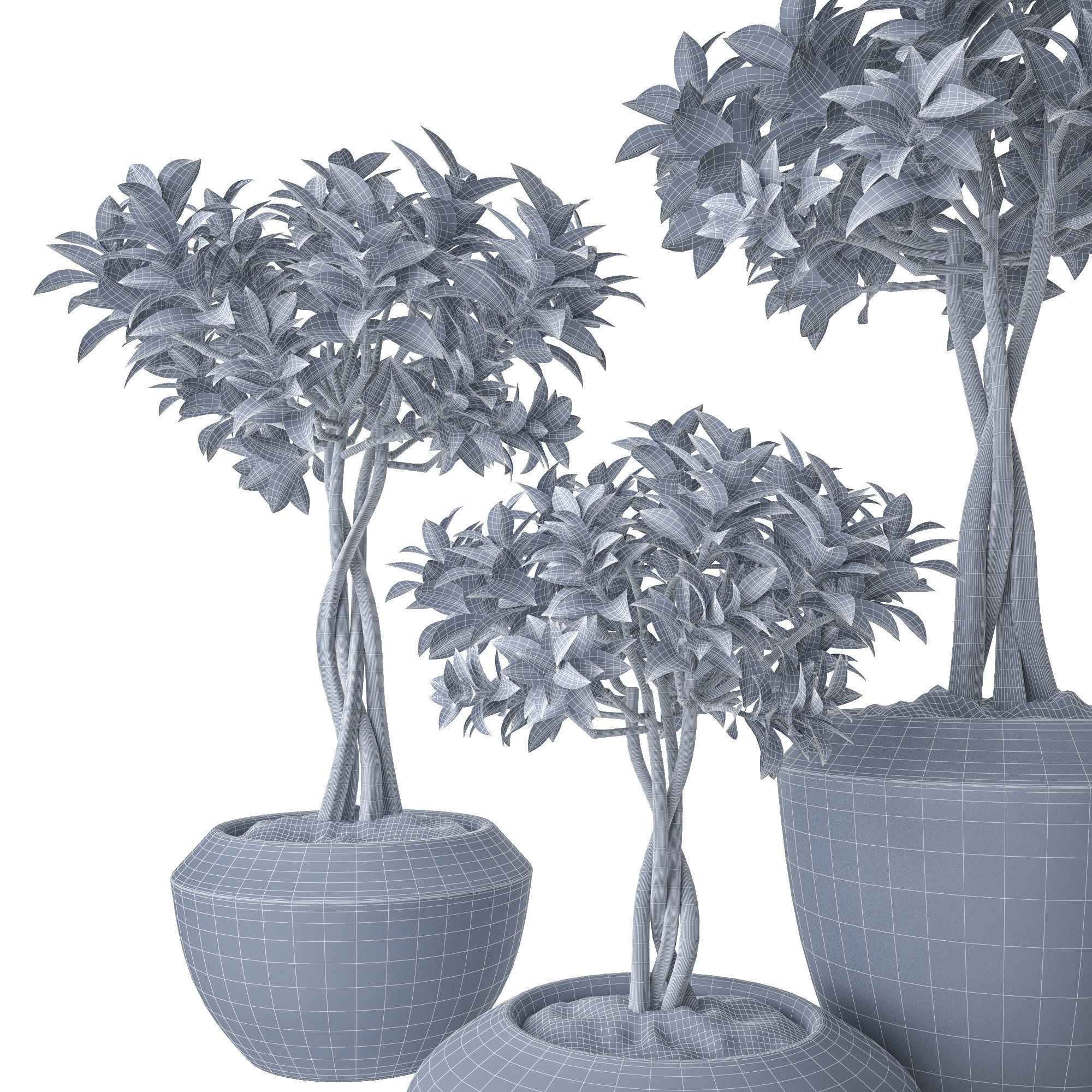 Ficus Microcarpa 2 3D model_2