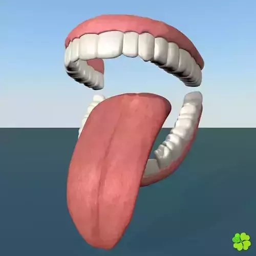 Teeth and tongue rigged low poly Low-poly 3D model