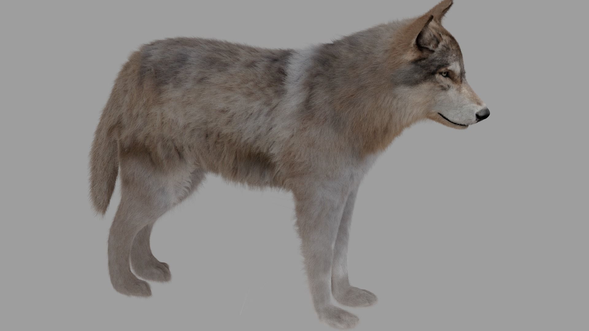 wolf with fur 3D model_0