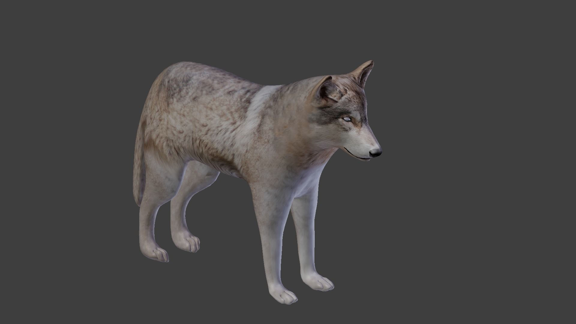wolf with fur 3D model_6