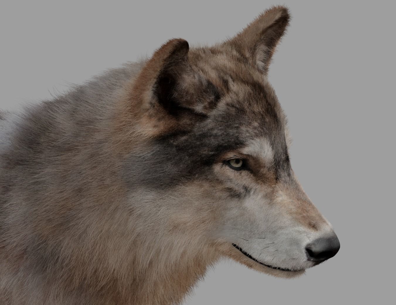 wolf with fur 3D model_2