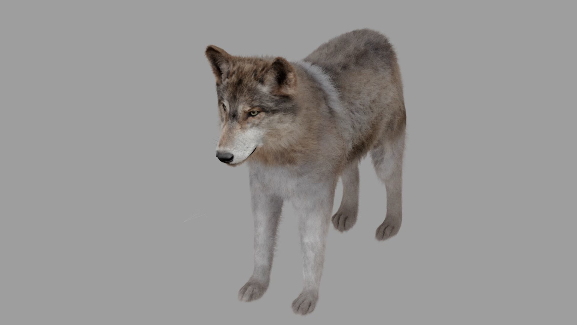 wolf with fur 3D model_3