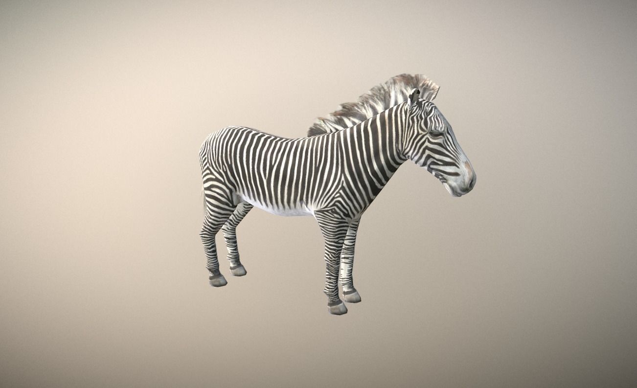 Zebra Animated Low Poly Low-poly 3D model_1
