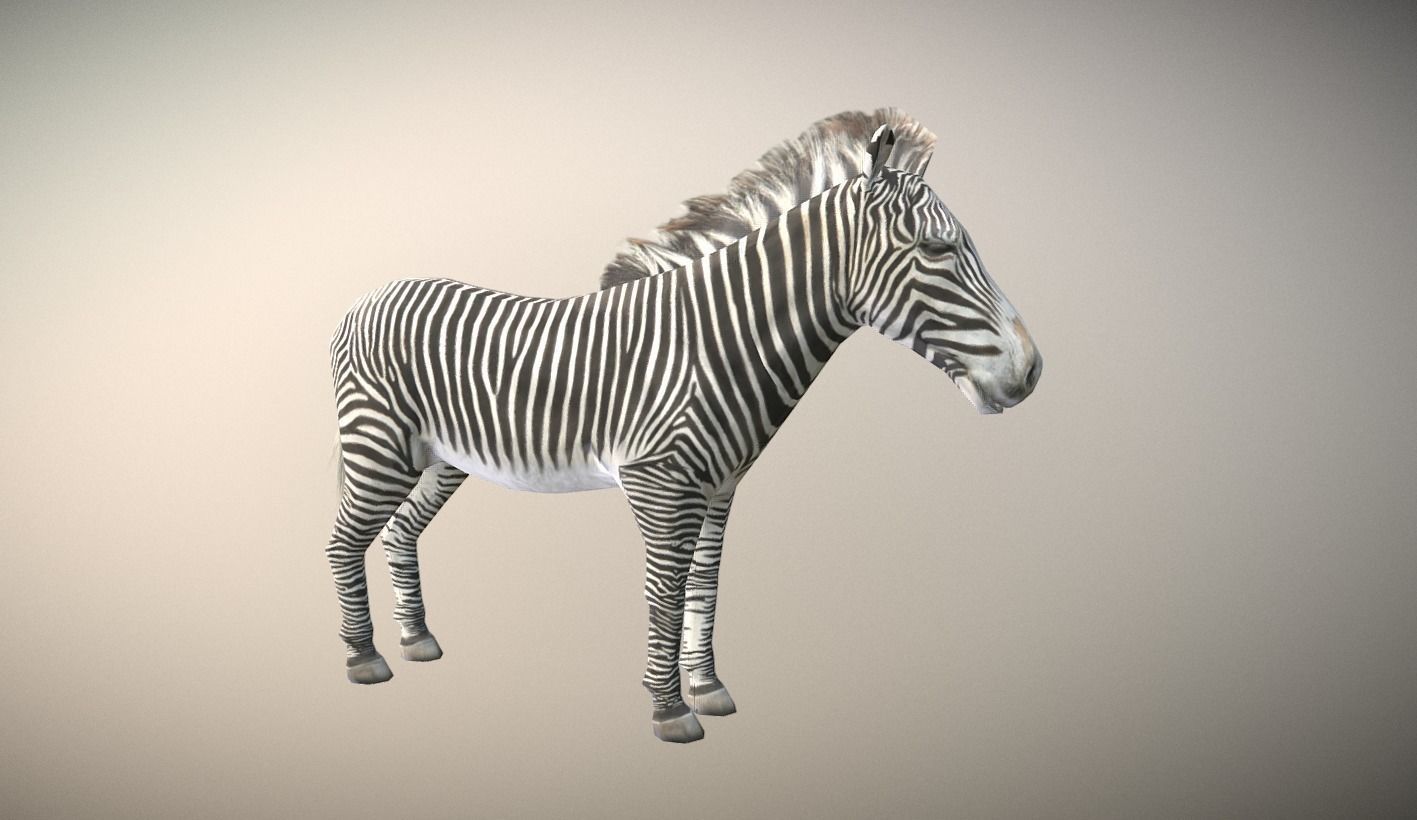Zebra Animated Low Poly Low-poly 3D model_0