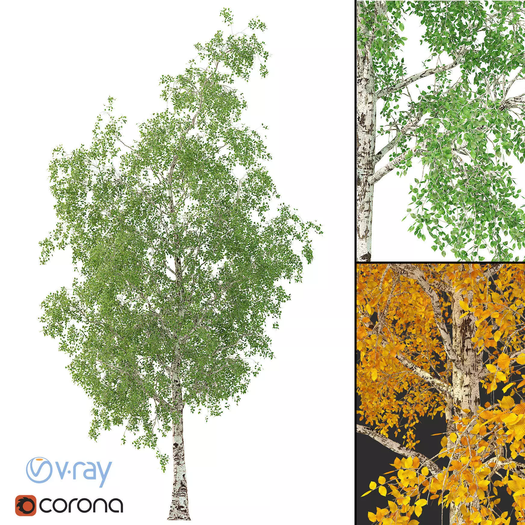 Birch Tree 3d Model No 2 3 seasons 3D model