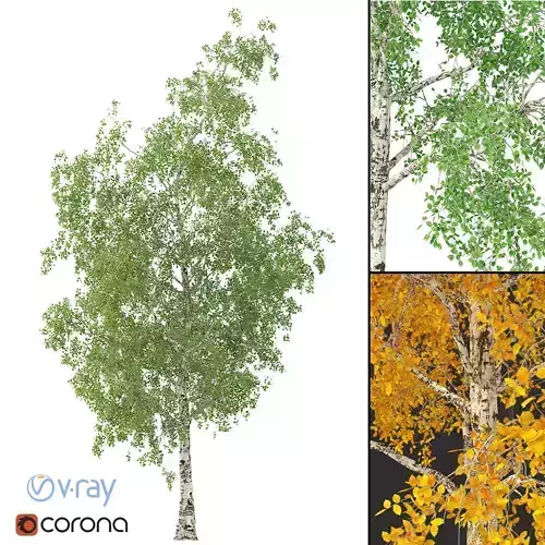 Birch Tree 3d Model No 2 3 seasons