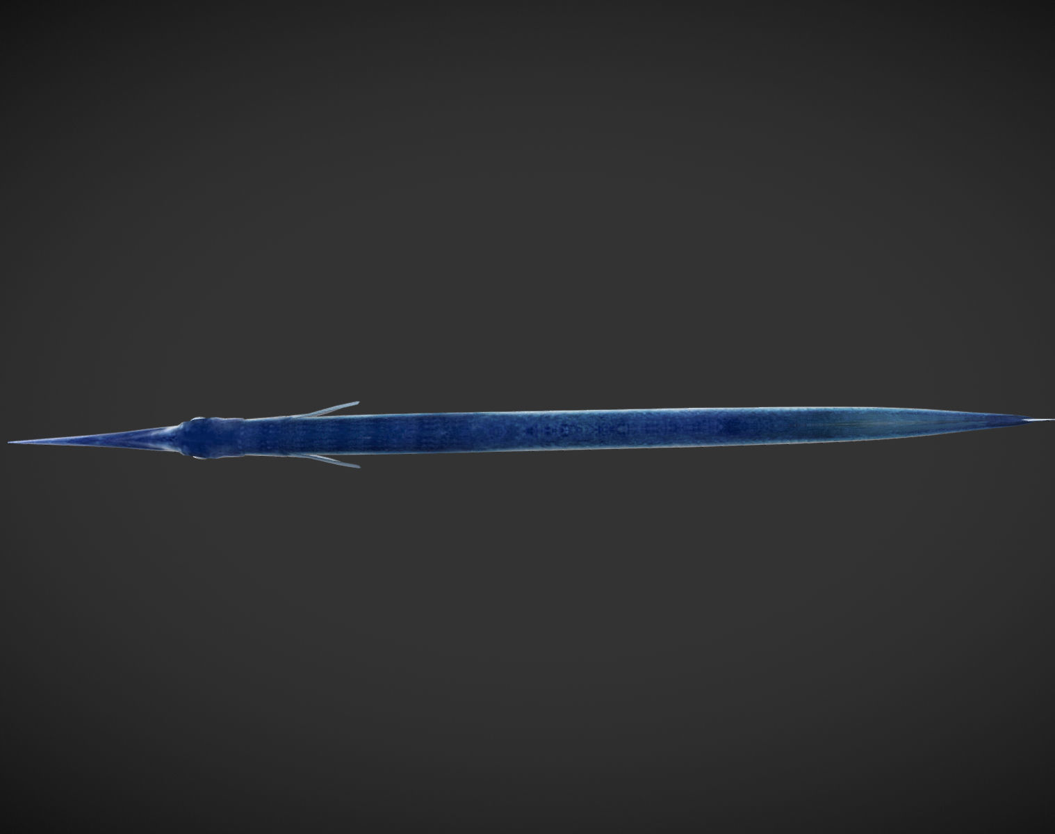 SwordFish fish with long tail Low-poly 3D model_1