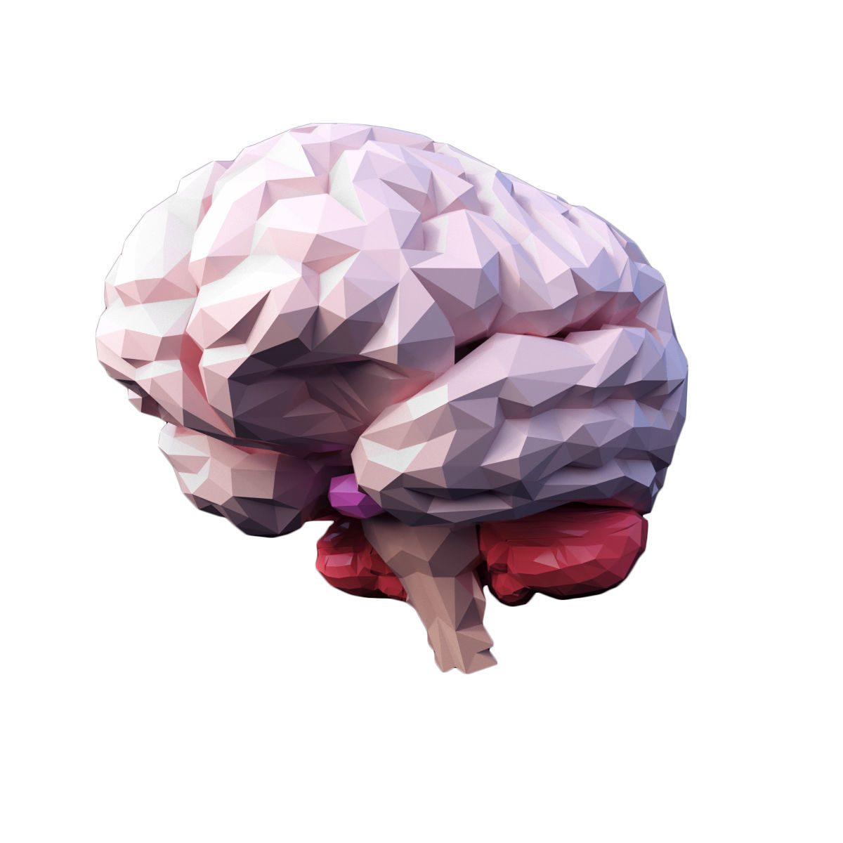 Low Poly Brain Low-poly 3D model_4