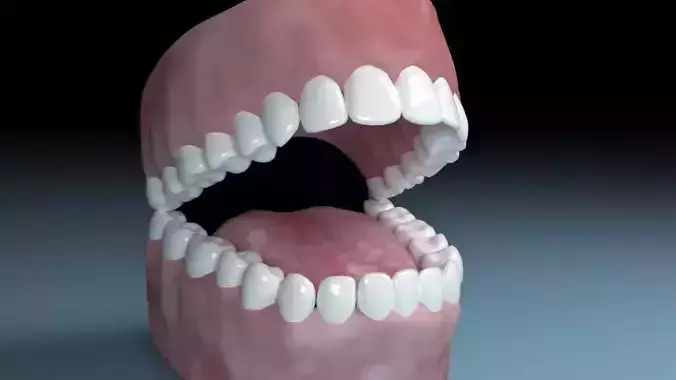 Teeth Tongue Mouth Interior