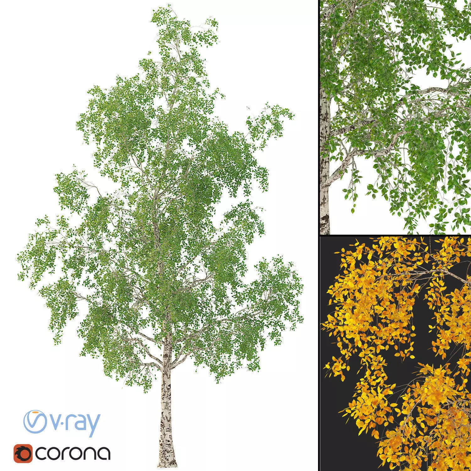 Birch Tree 3d Model No 3 3 seasons 3D model