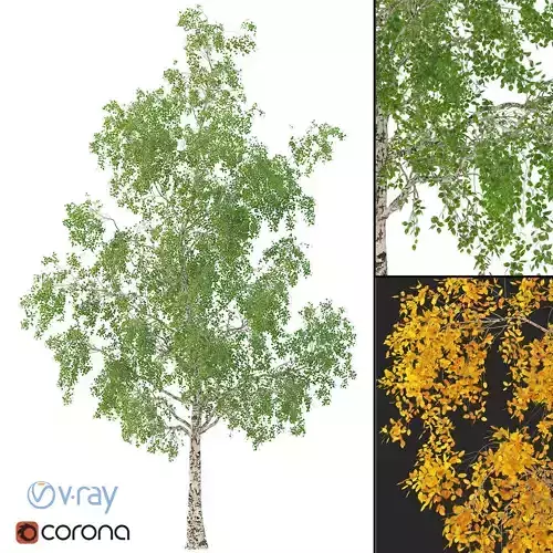 Birch Tree 3d Model No 3 3 seasons