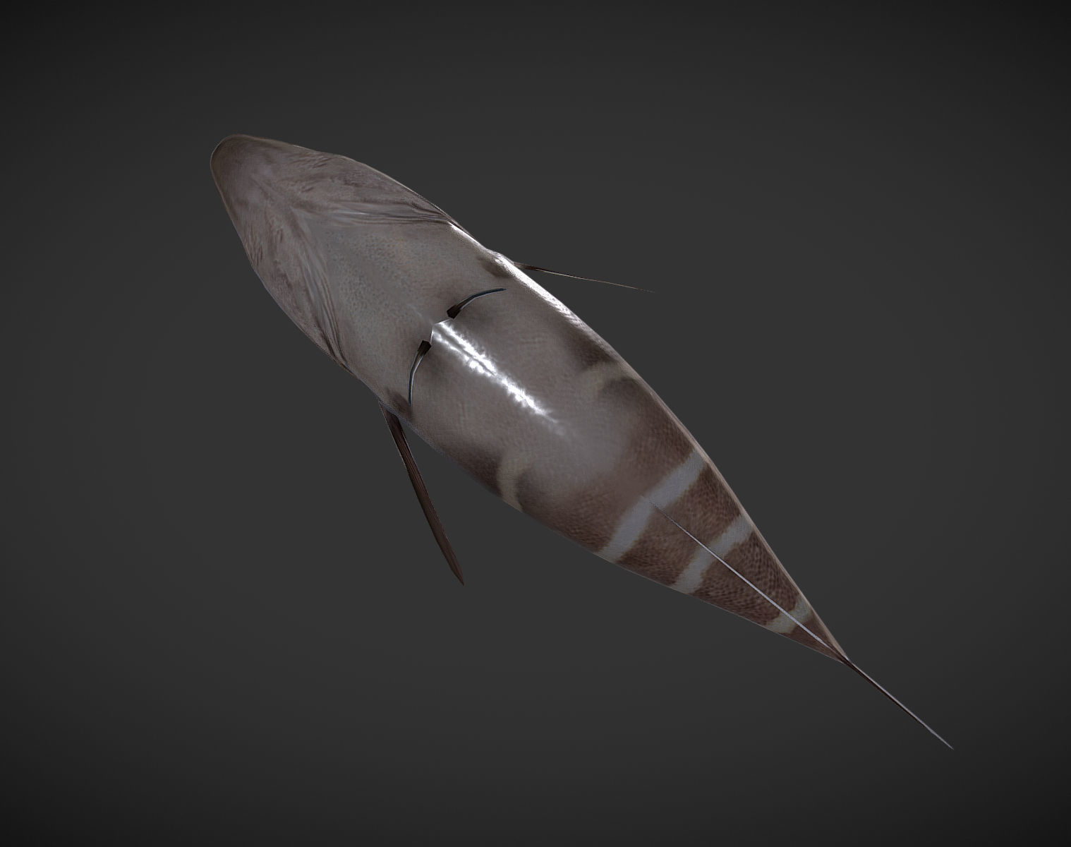 grouper fish with stripes Low-poly 3D model_5