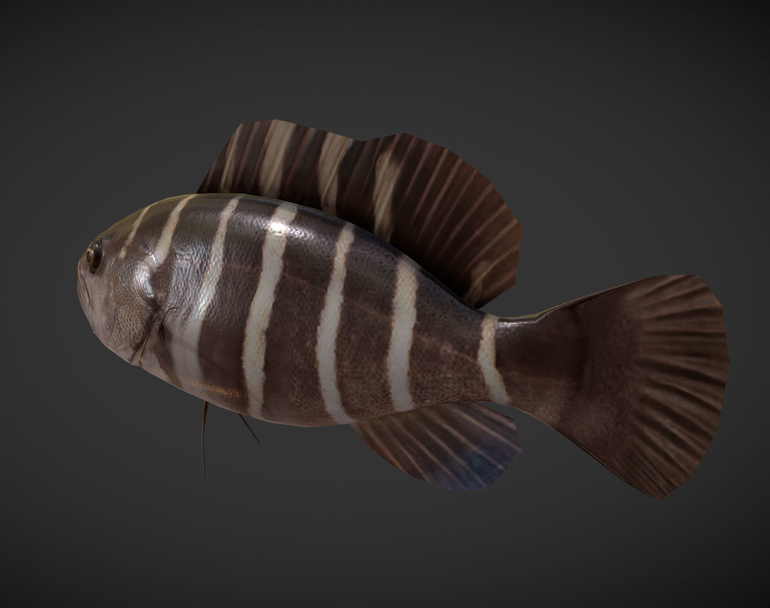 grouper fish with stripes Low-poly 3D model_4