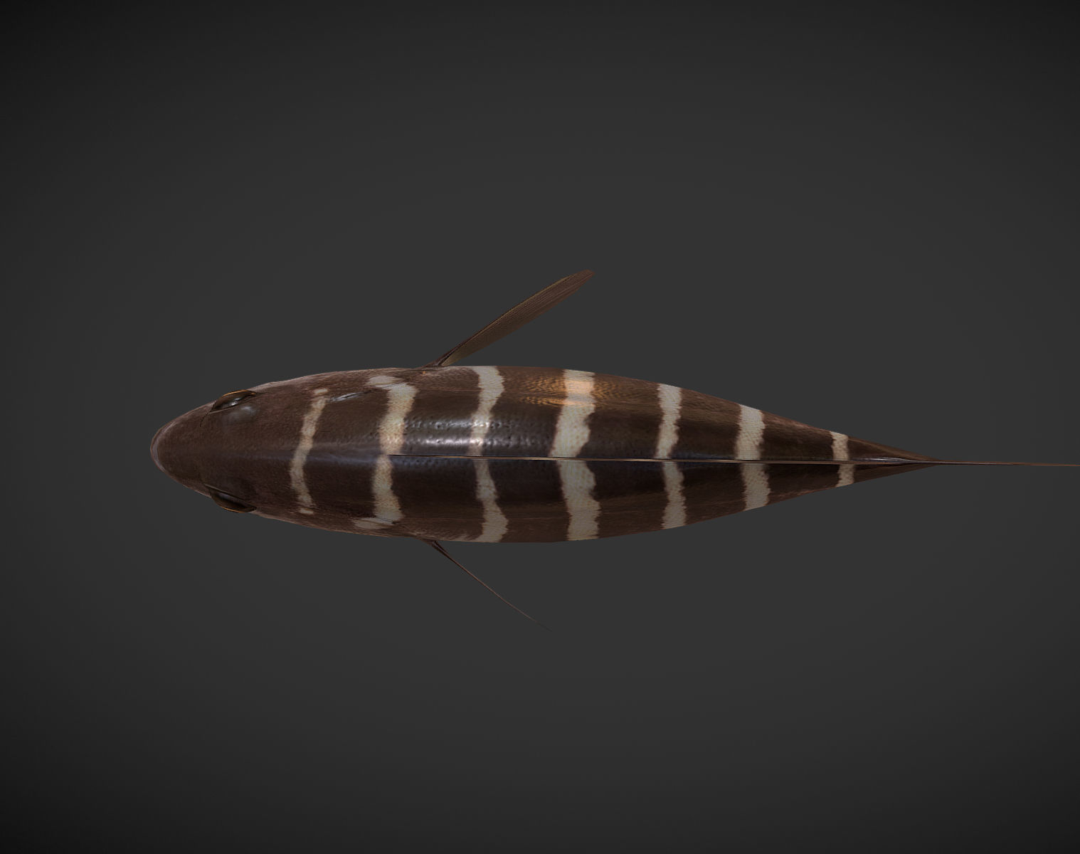 grouper fish with stripes Low-poly 3D model_3