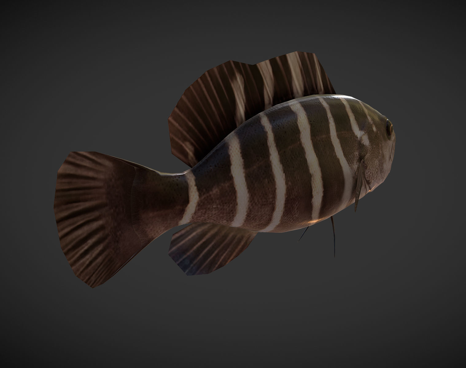 grouper fish with stripes Low-poly 3D model_2