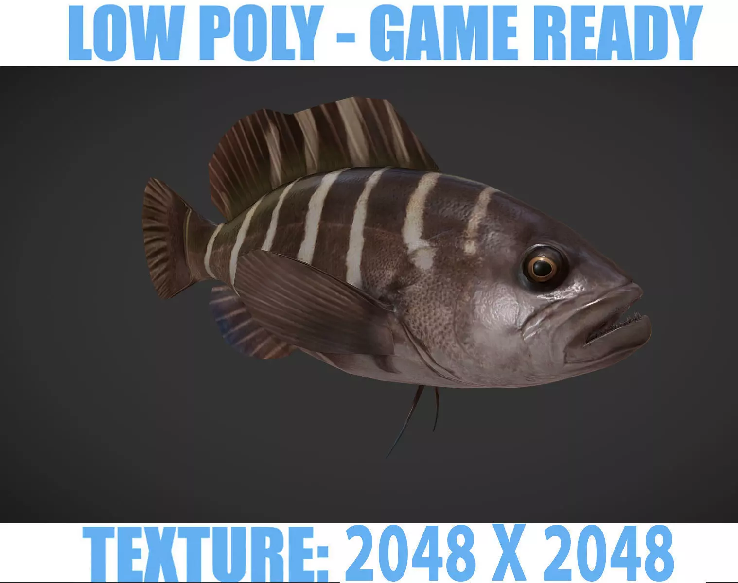 grouper fish with stripes Low-poly 3D model_0