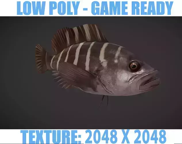 grouper fish with stripes