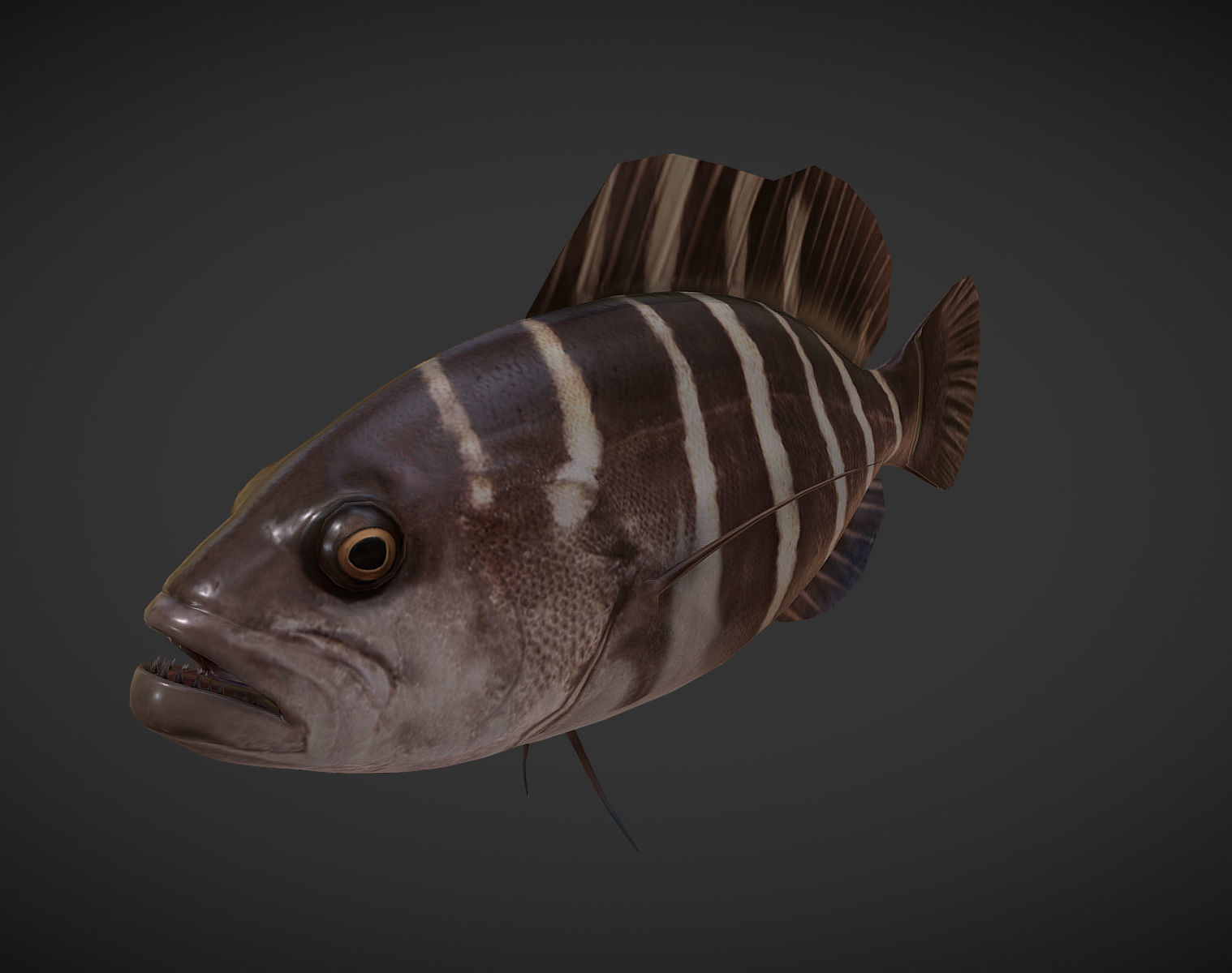 grouper fish with stripes Low-poly 3D model_1