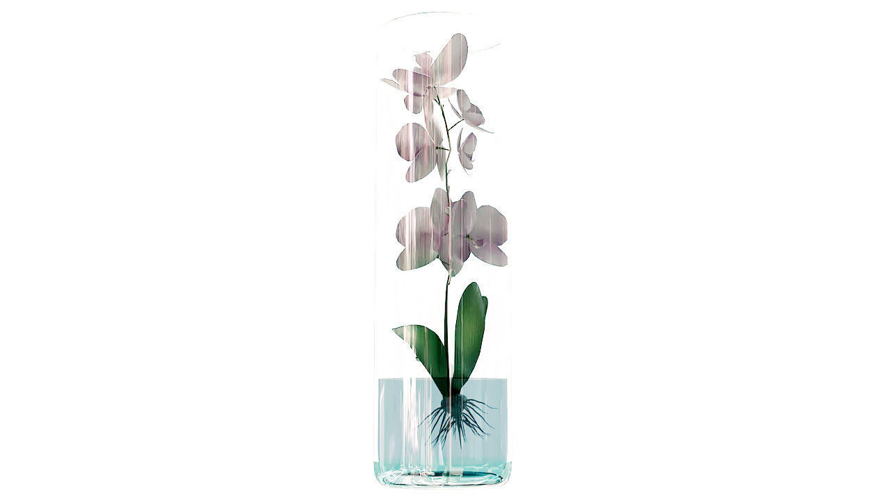 Orchid in glass vase 3D model_6