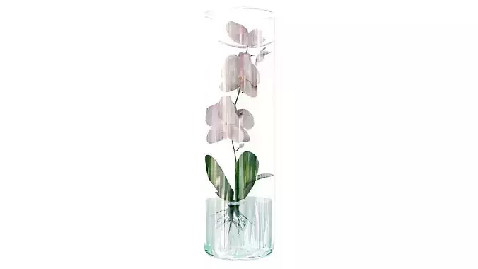 Orchid in glass vase 3D model