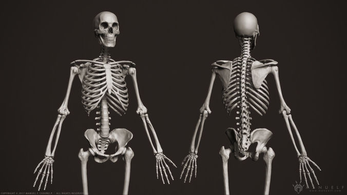 3D Human Skeleton 3D model