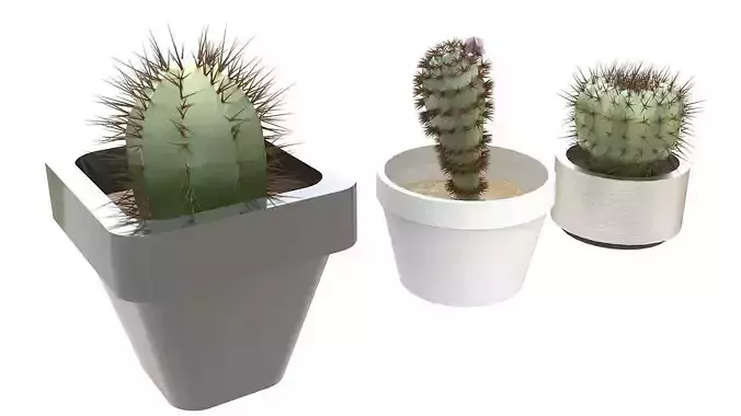 Three potted cactus plants 3D model