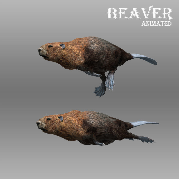 Beaver Animated Low-poly 3D model_5