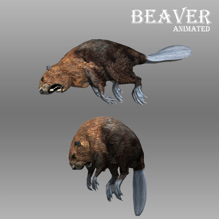 Beaver Animated Low-poly 3D model_4