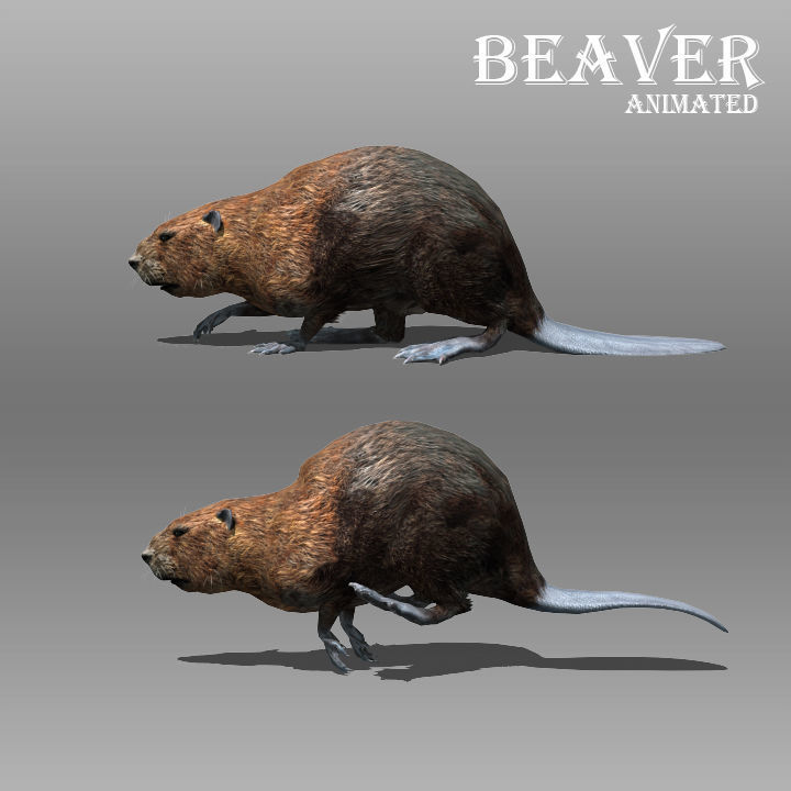 Beaver Animated Low-poly 3D model_2