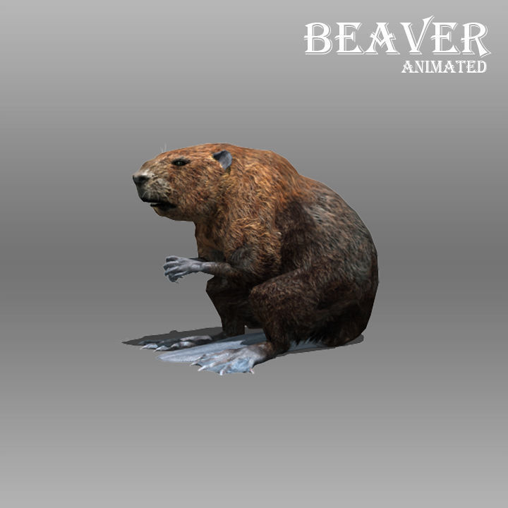 Beaver Animated Low-poly 3D model_1