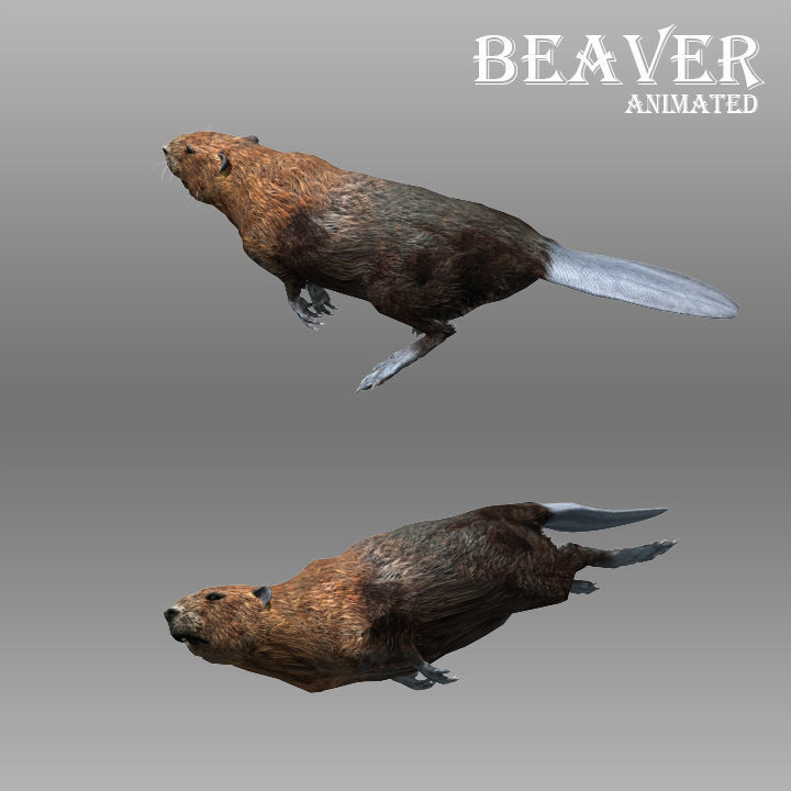 Beaver Animated Low-poly 3D model_3