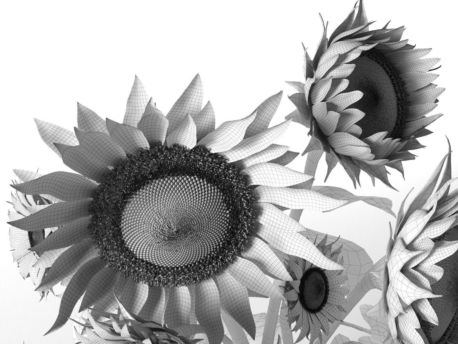Sunflower in Vase 3D model_4