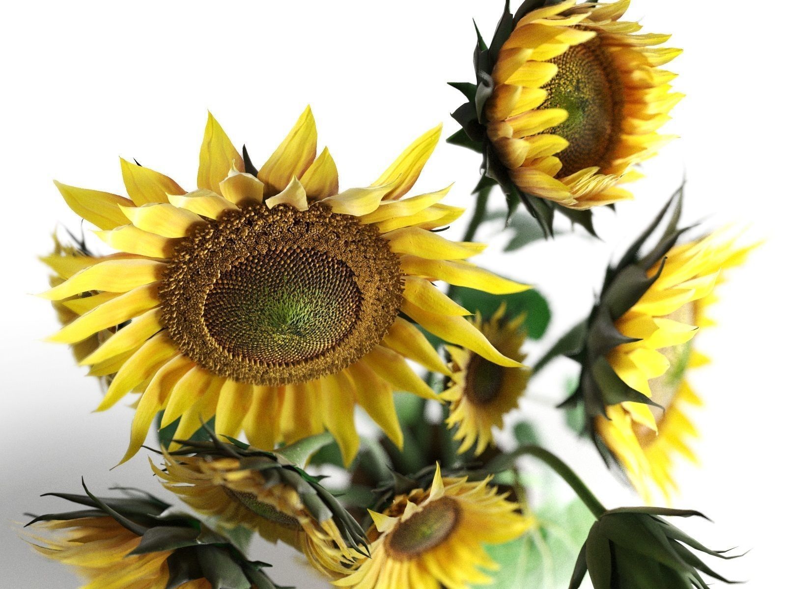 Sunflower in Vase 3D model_2