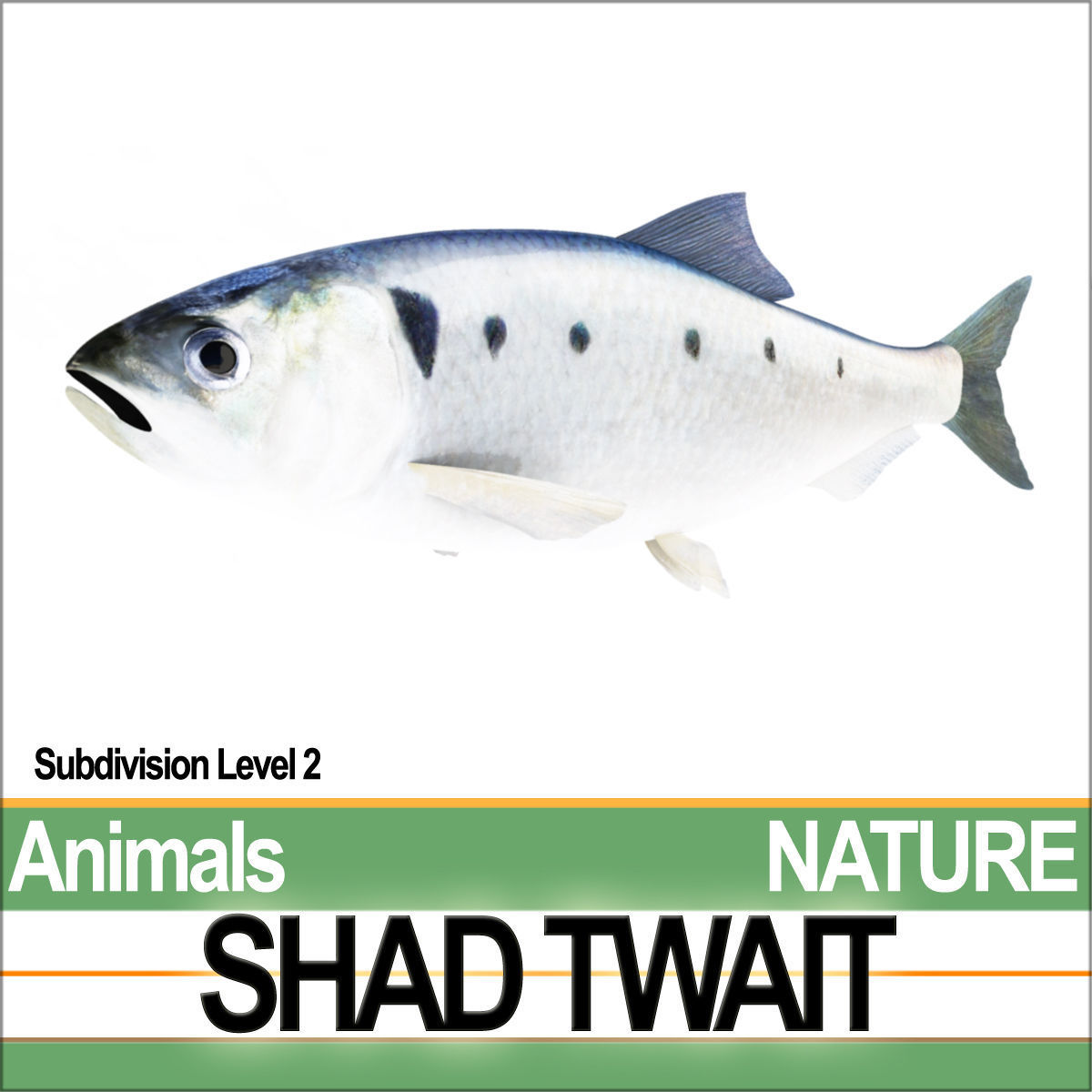 Twait Shad 3D model_6