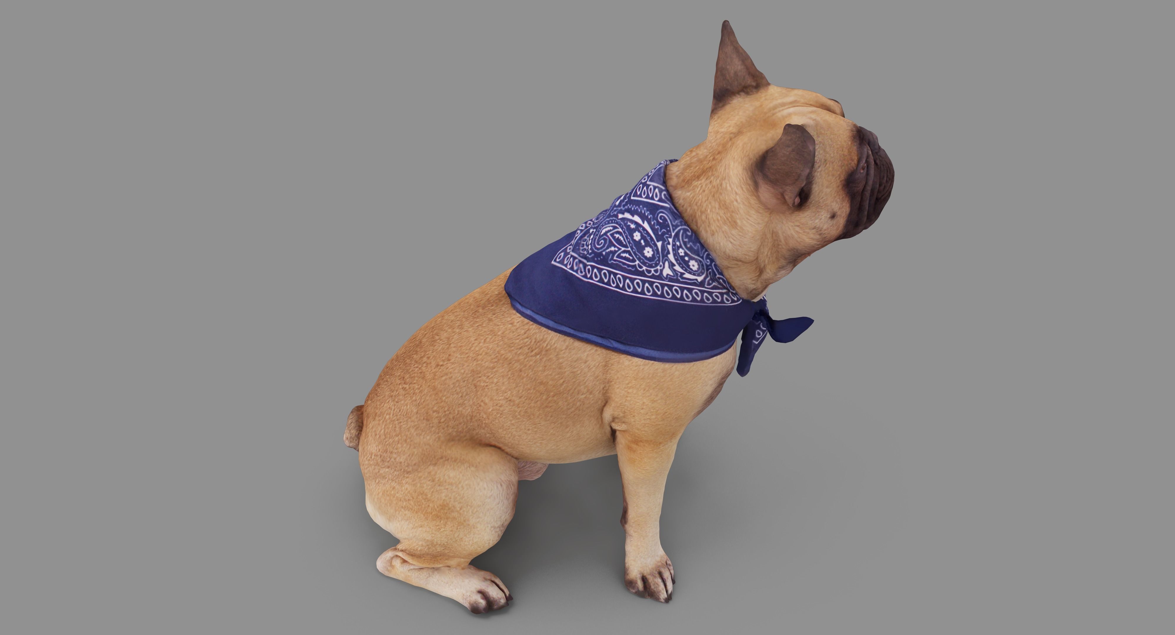 French Bulldog Sitting Low-poly 3D model_37