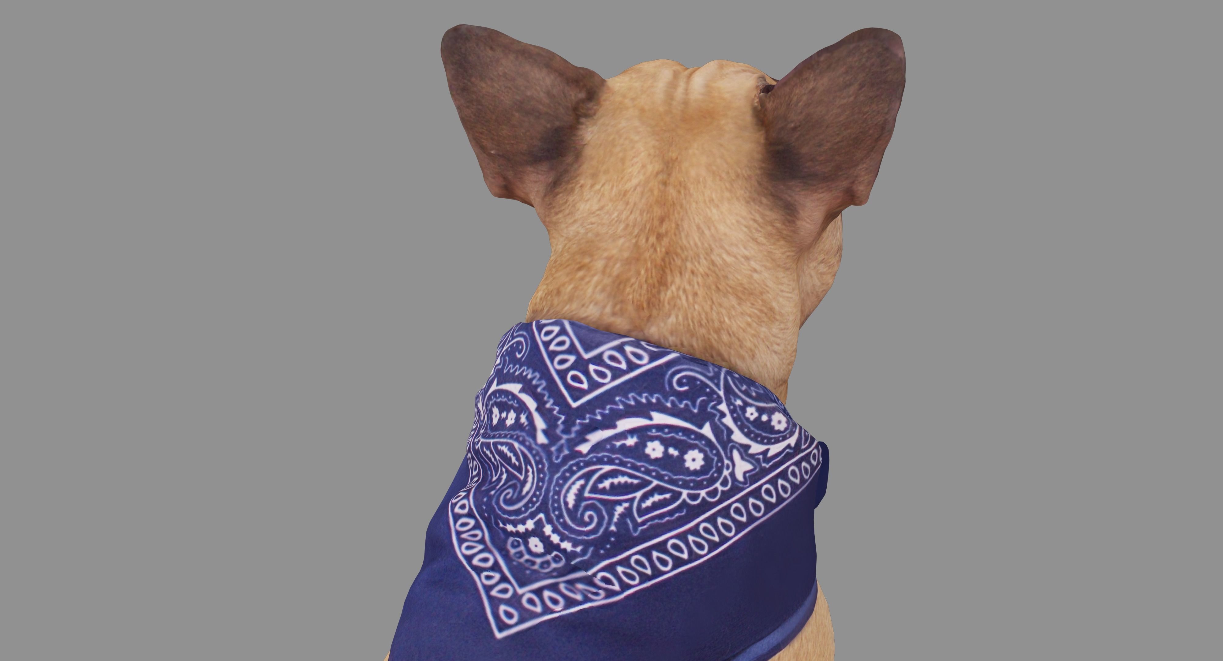 French Bulldog Sitting Low-poly 3D model_27