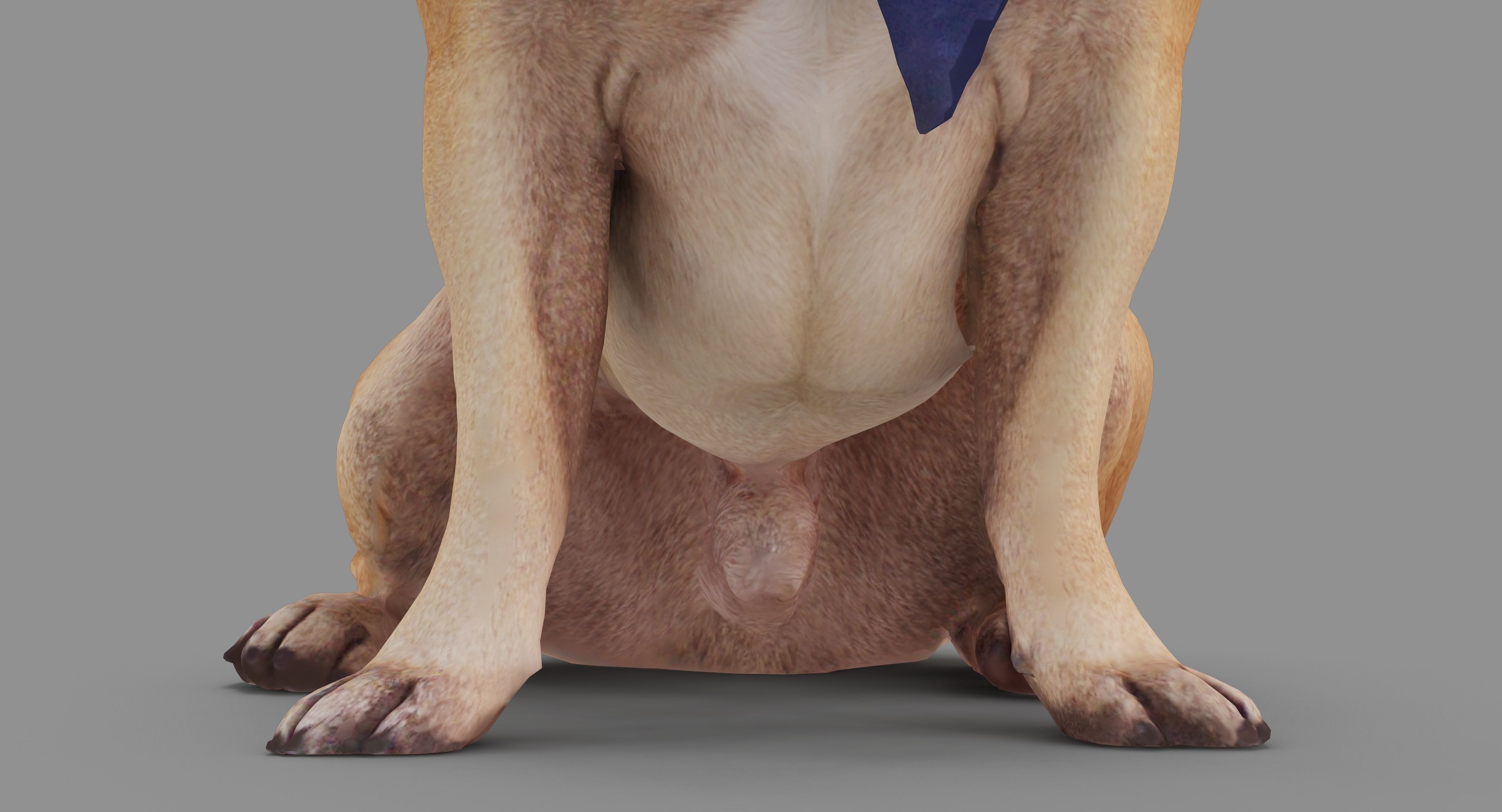 French Bulldog Sitting Low-poly 3D model_19