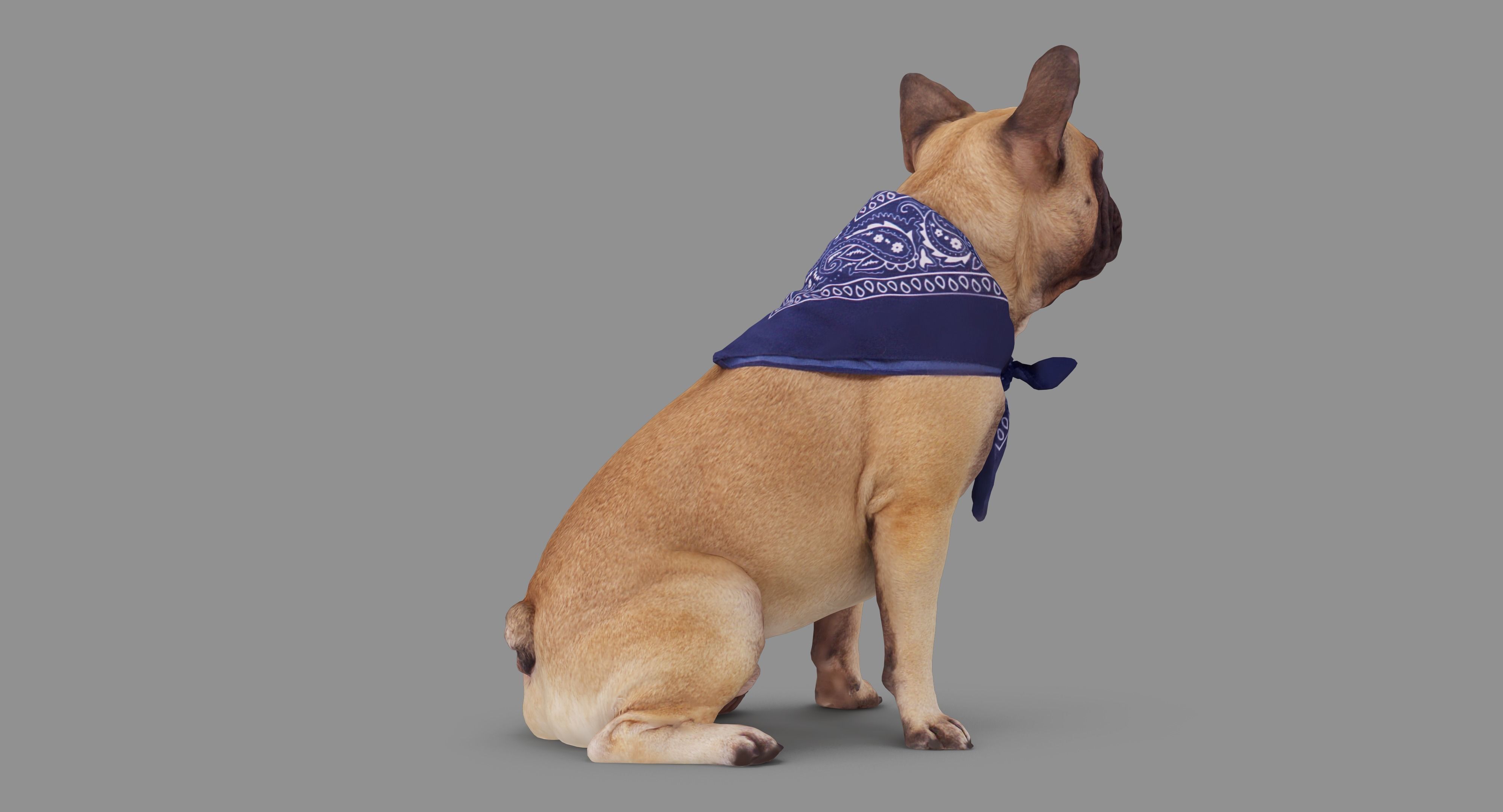 French Bulldog Sitting Low-poly 3D model_57