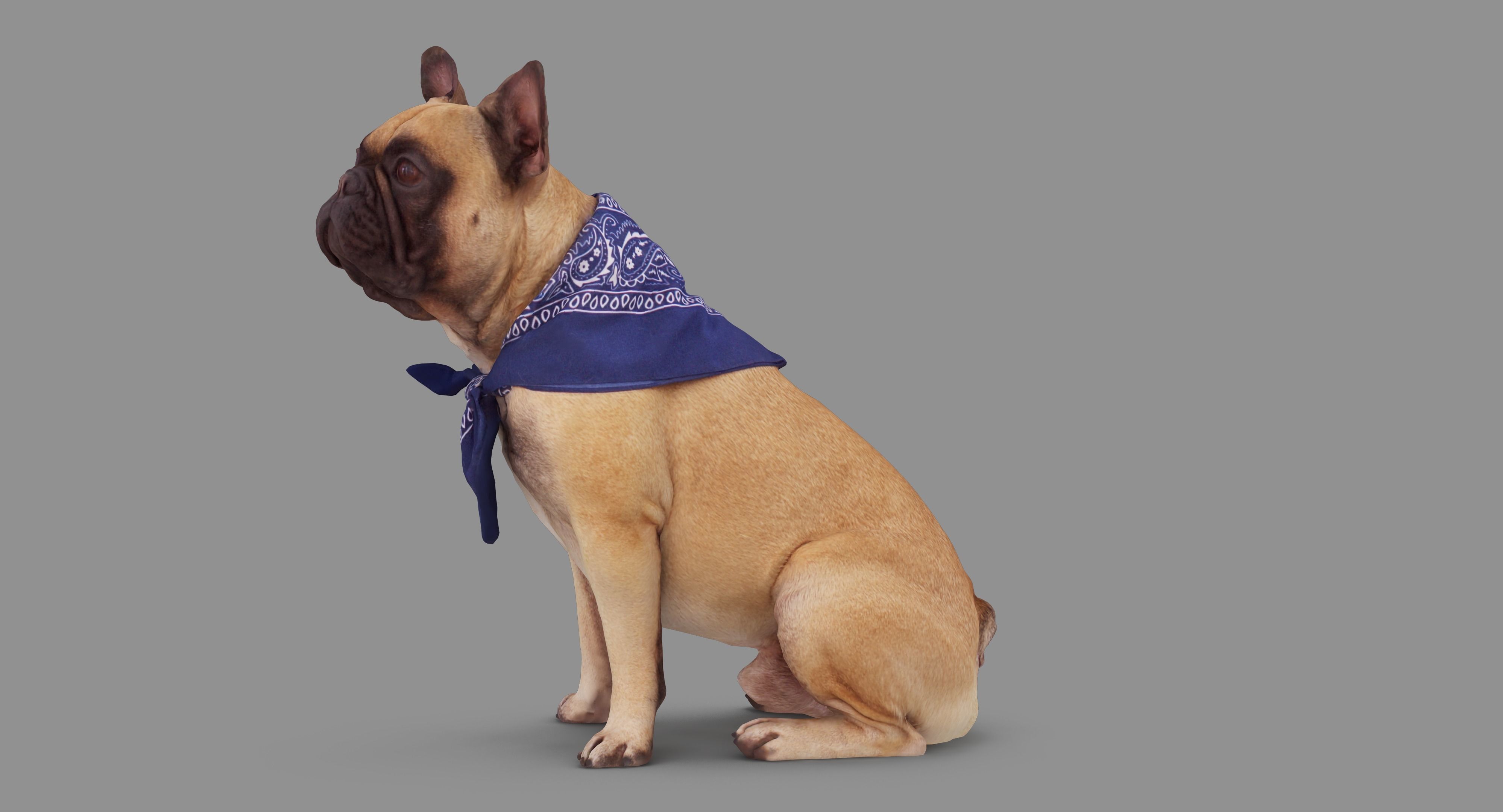 French Bulldog Sitting Low-poly 3D model_79