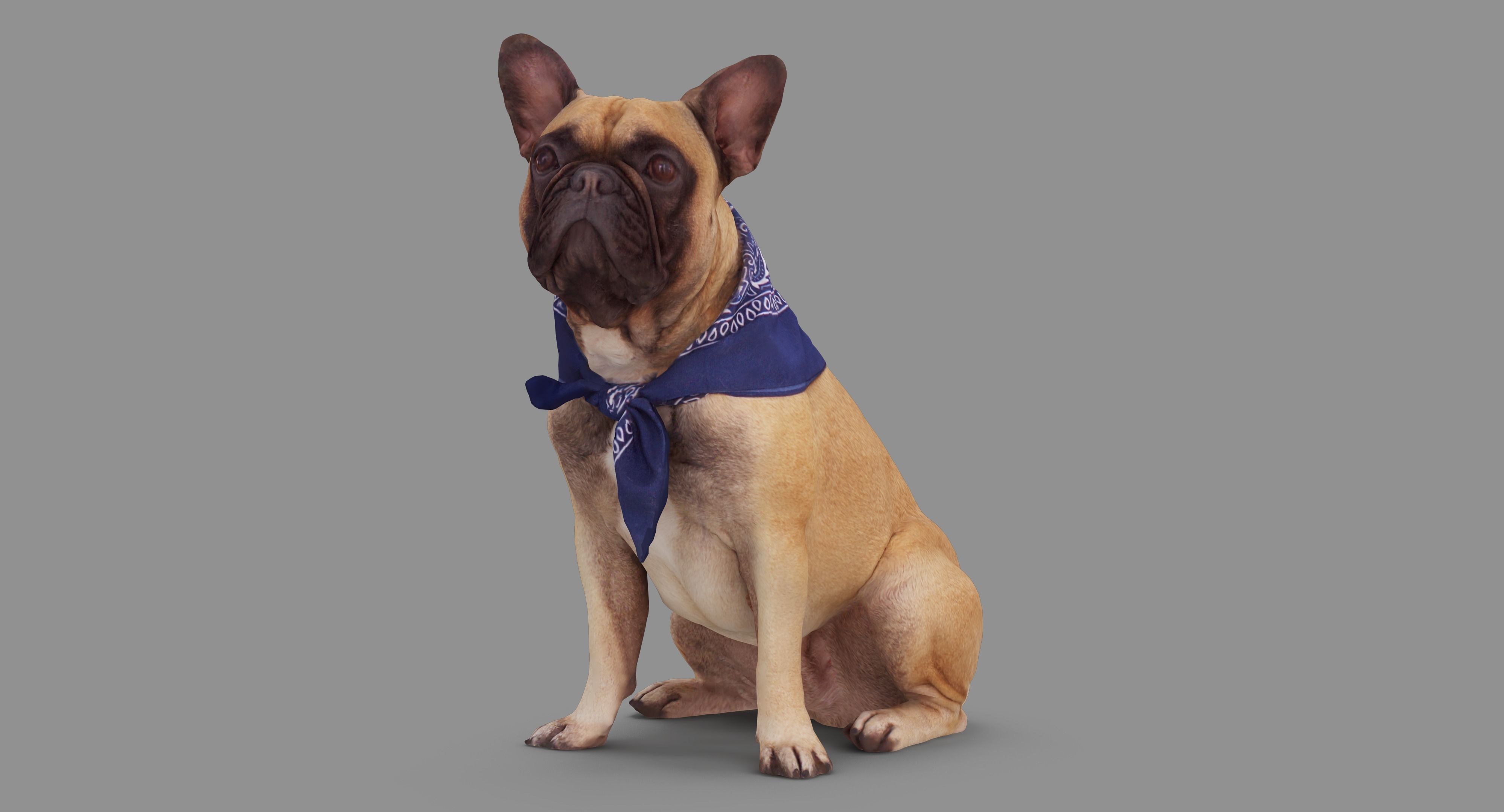 French Bulldog Sitting Low-poly 3D model_39