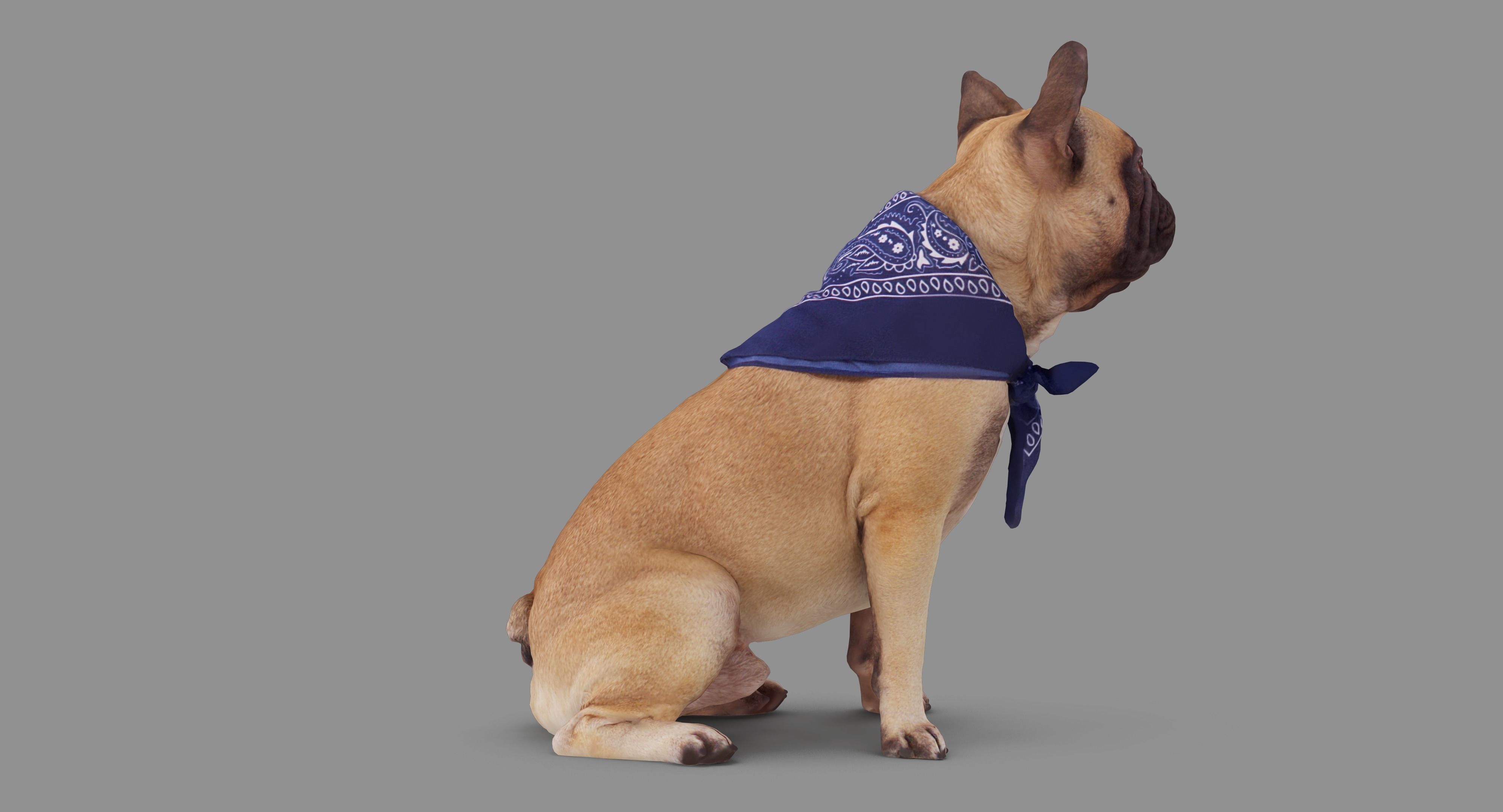 French Bulldog Sitting Low-poly 3D model_55