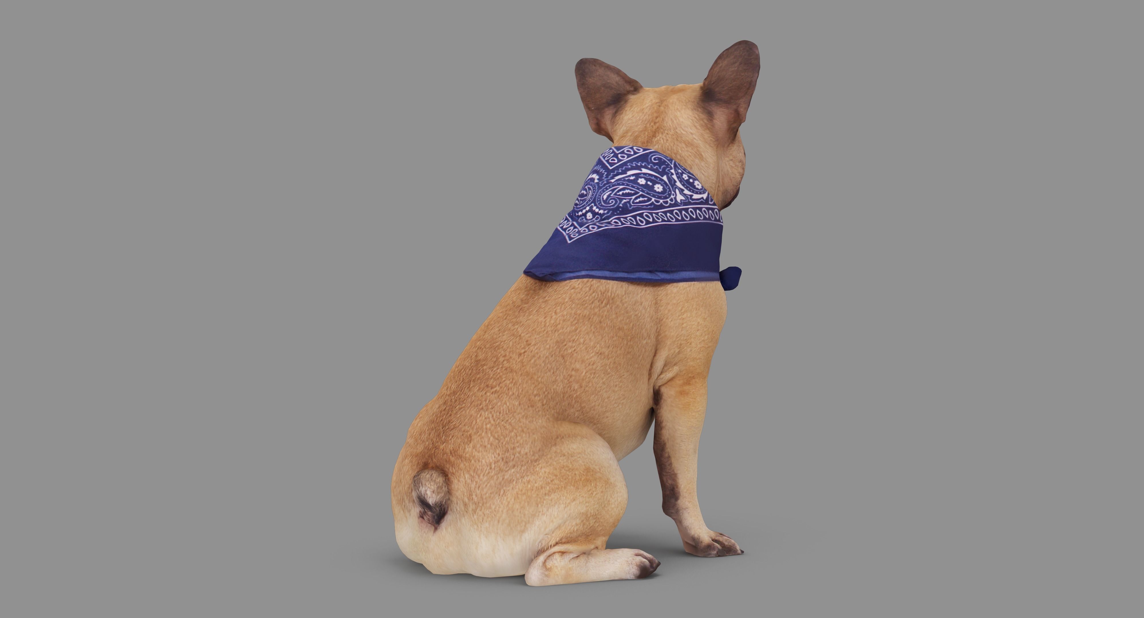 French Bulldog Sitting Low-poly 3D model_61