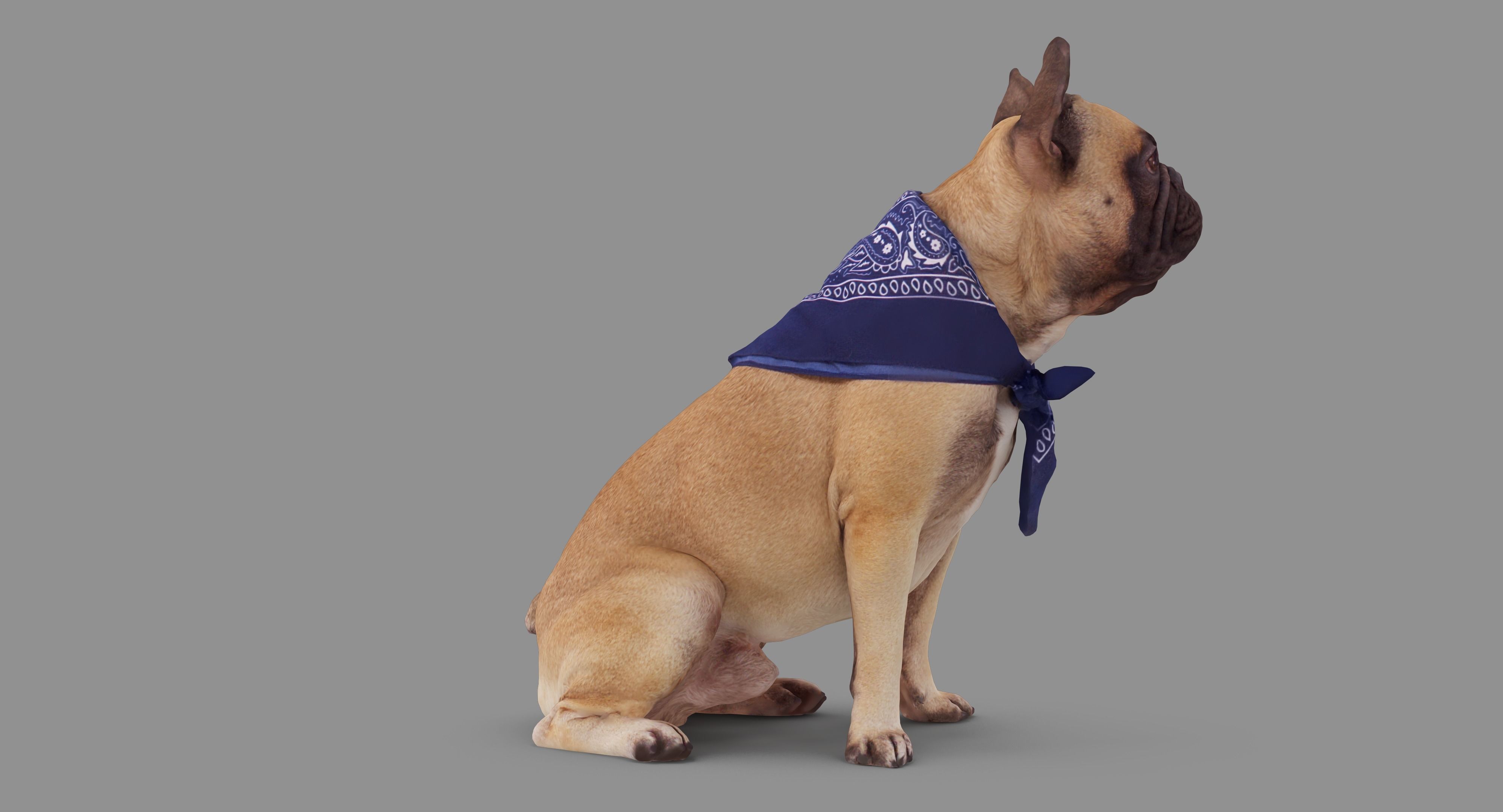 French Bulldog Sitting Low-poly 3D model_53